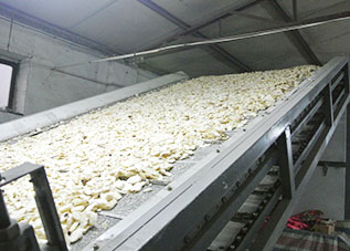 Cassava scene